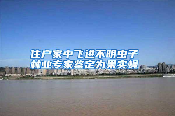 住戶家中飛進不明蟲子 林業專家鑒定為果實蠅