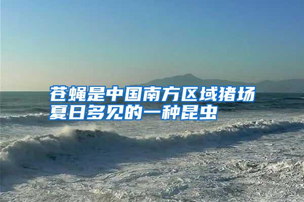 蒼蠅是中國(guó)南方區(qū)域豬場(chǎng)夏日多見(jiàn)的一種昆蟲(chóng)