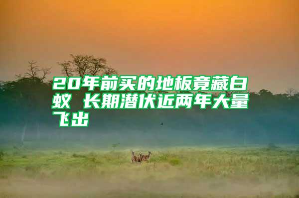 20年前買的地板竟藏白蟻 長期潛伏近兩年大量飛出