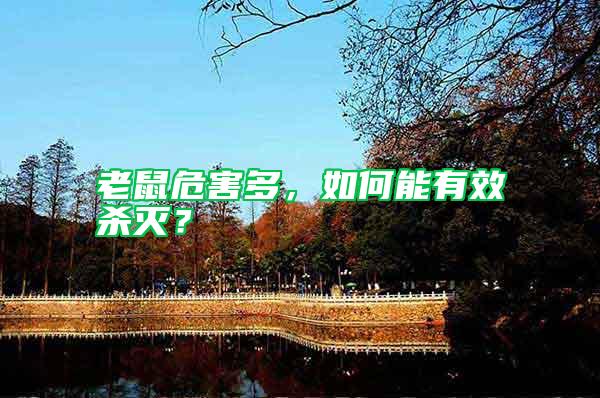 老鼠危害多,如何能有效殺滅?