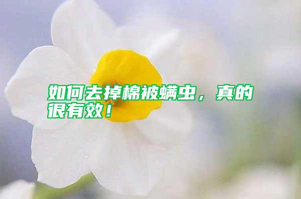 如何去掉棉被螨蟲，真的很有效！