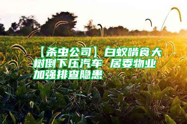 【殺蟲(chóng)公司】白蟻啃食大樹(shù)倒下壓汽車(chē) 居委物業(yè)加強(qiáng)排查隱患