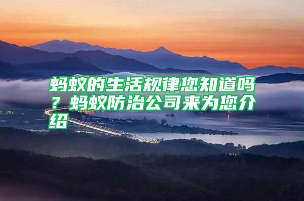 螞蟻的生活規律您知道嗎?螞蟻防治公司來為您介紹