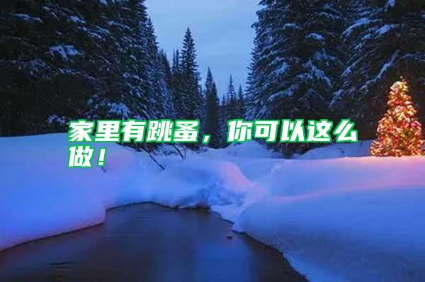 家里有跳蚤，你可以這么做！