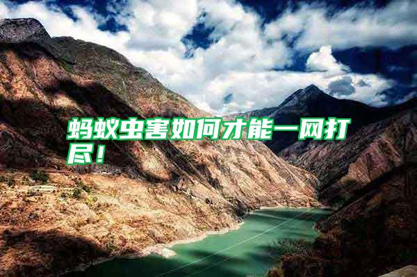 螞蟻蟲害如何才能一網打盡！