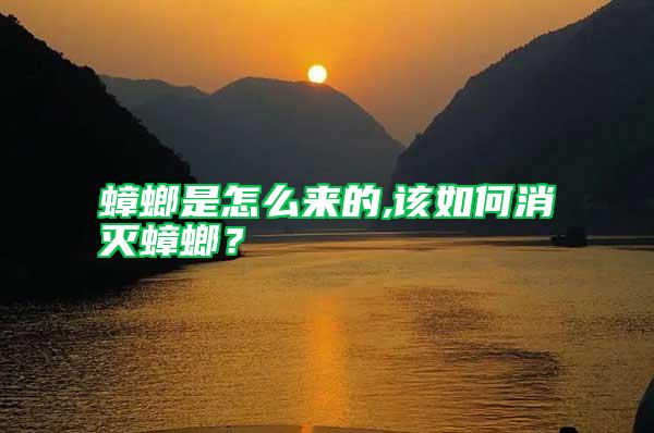 蟑螂是怎么來的,該如何消滅蟑螂?