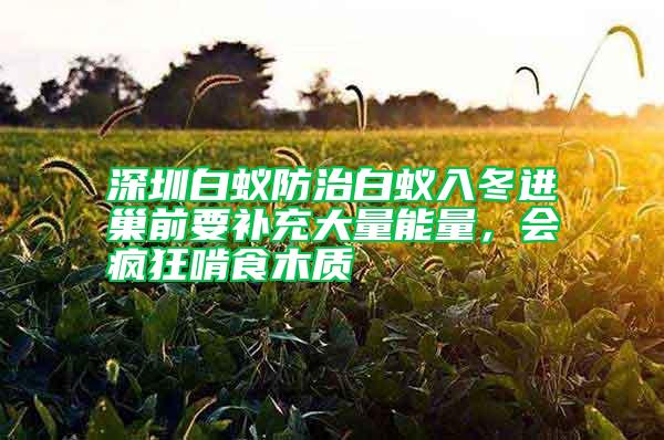 深圳白蟻防治白蟻入冬進巢前要補充大量能量,會瘋狂啃食木質(zhì)