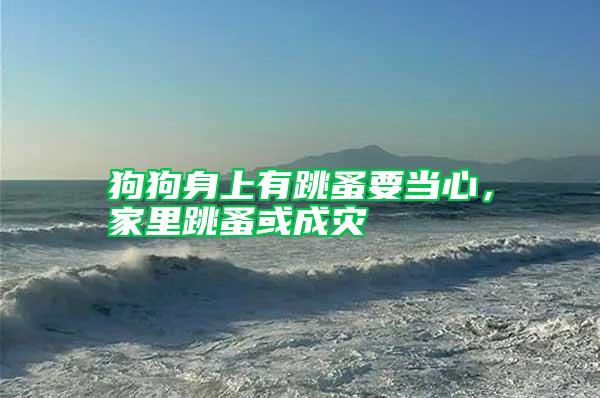 狗狗身上有跳蚤要當心，家里跳蚤或成災