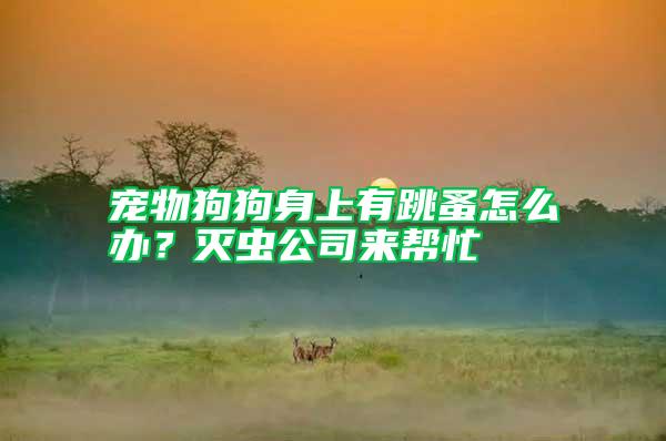 寵物狗狗身上有跳蚤怎么辦?滅蟲公司來幫忙
