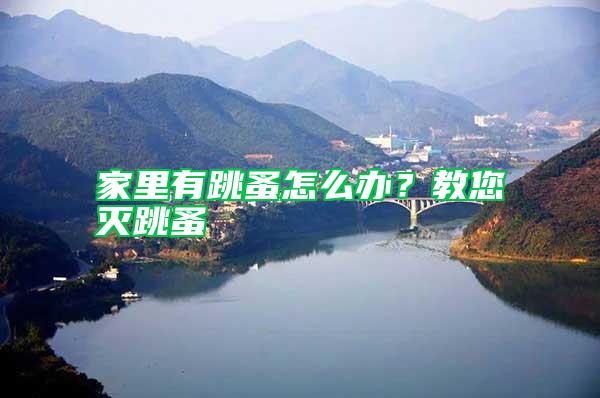家里有跳蚤怎么辦？教您滅跳蚤