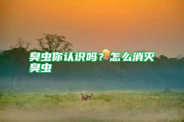 臭蟲你認識嗎？怎么消滅臭蟲