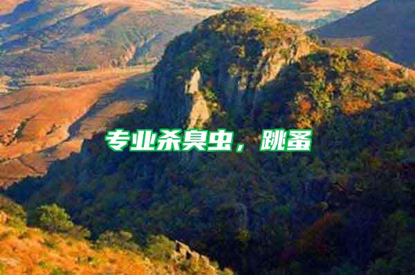 專業殺臭蟲，跳蚤