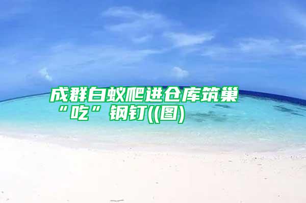 成群白蟻爬進倉庫筑巢“吃”鋼釘((圖)