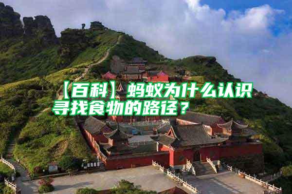 【百科】螞蟻為什么認識尋找食物的路徑?