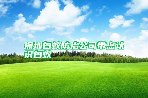 深圳白蟻防治公司帶您認識白蟻