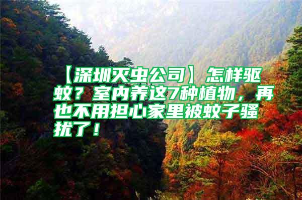 【深圳滅蟲公司】怎樣驅蚊？室內養這7種植物，再也不用擔心家里被蚊子騷擾了！