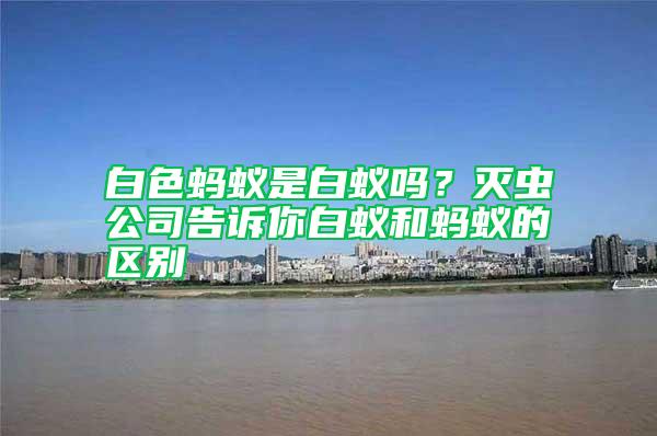 白色螞蟻是白蟻嗎?滅蟲公司告訴你白蟻和螞蟻的區別