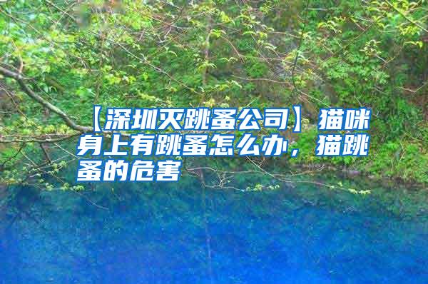 【深圳滅跳蚤公司】貓咪身上有跳蚤怎么辦,貓跳蚤的危害