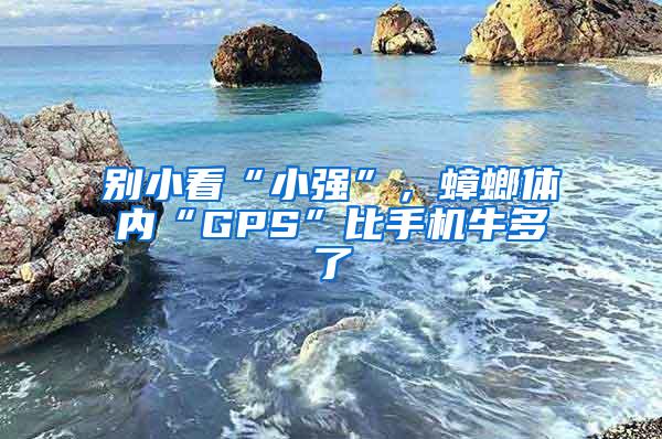 別小看“小強”,蟑螂體內(nèi)“GPS”比手機牛多了