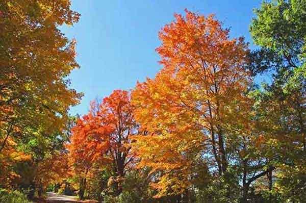 大廈蟑螂、蚊蠅、老鼠等病媒生物防治消殺作業(yè)方案