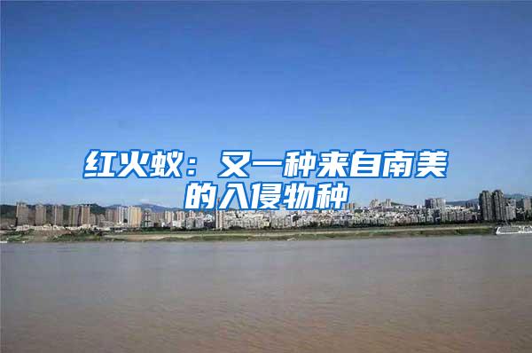 紅火蟻：又一種來自南美的入侵物種