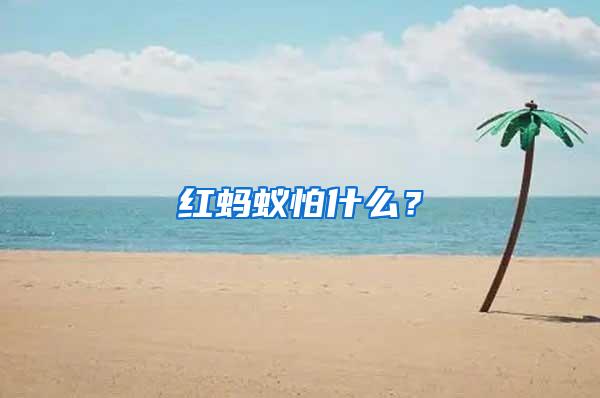 紅螞蟻怕什么？