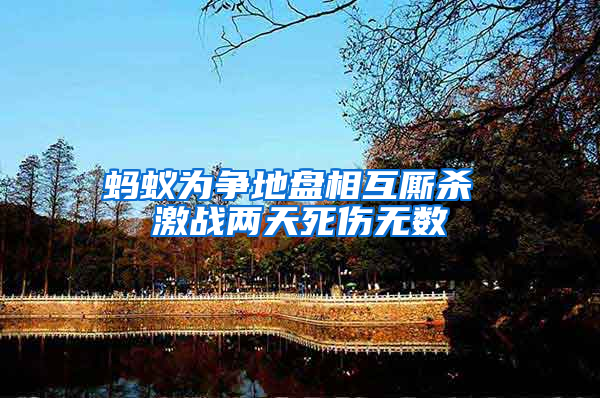 螞蟻為爭(zhēng)地盤(pán)相互廝殺 激戰(zhàn)兩天死傷無(wú)數(shù)