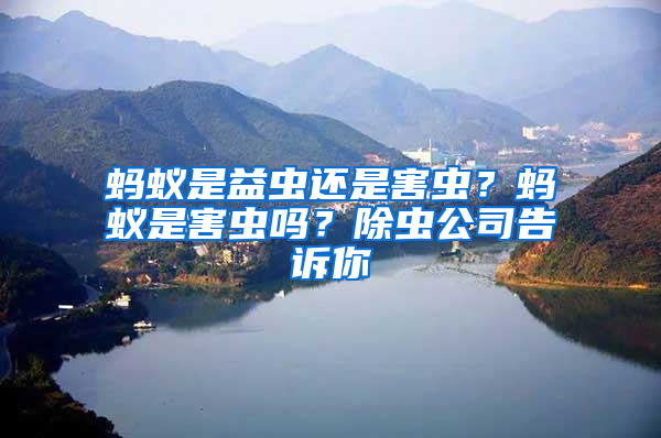 螞蟻是益蟲還是害蟲？螞蟻是害蟲嗎？除蟲公司告訴你