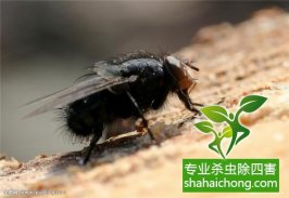 家里發現書虱怎么辦？如何消滅書虱