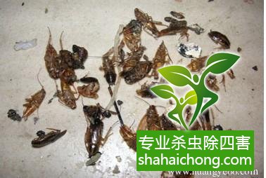 家里有蟑螂怎么辦,蟑螂怎么消滅 殺蟑螂公司怎么樣滅蟑螂