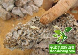 深圳白蟻防治公司—科學滅白蟻方法
