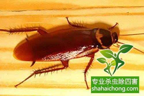 家里有蟑螂怎么辦,蟑螂怎么消滅 殺蟑螂公司怎么樣滅蟑螂