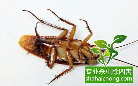 家里有蟑螂怎么辦,蟑螂怎么消滅 殺蟑螂公司怎么樣滅蟑螂