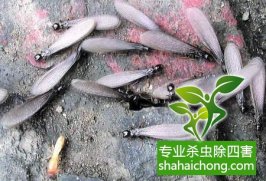 深圳白蟻防治安徽一河堤上挖出50斤重“白蟻王國” 比臉盆還大