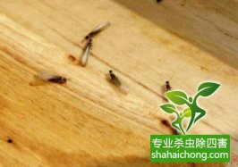 深圳白蟻防治公司教你如何發現白蟻危害