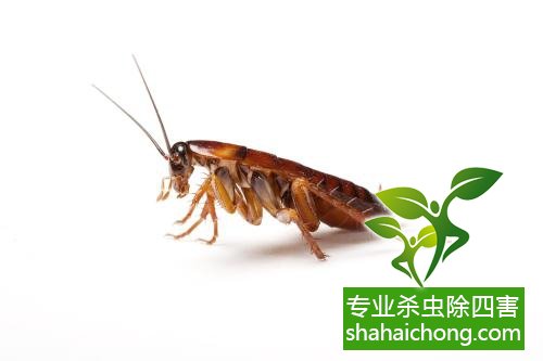 除蟑螂滅蟑螂的方法 如何消滅蟑螂,怎么樣滅除蟑螂