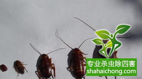 除蟑螂滅蟑螂的方法 如何消滅蟑螂,怎么樣滅除蟑螂