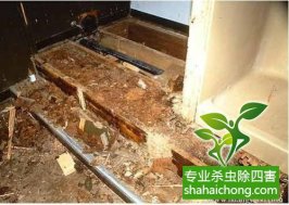 深圳白蟻防治白蟻來(lái)襲，當(dāng)心！