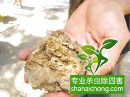深圳白蟻防治公司介紹發(fā)現(xiàn)白蟻正確的處理方法
