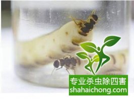 深圳白蟻防治公司講述白蟻往事由來(lái)