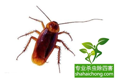 除蟑螂滅蟑螂的方法 如何消滅蟑螂,怎么樣滅除蟑螂