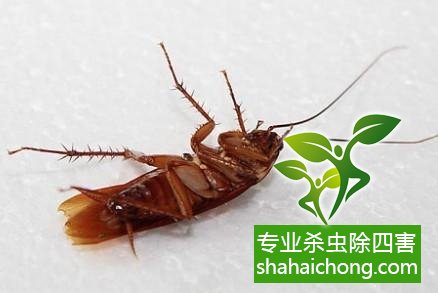 除蟑螂滅蟑螂的方法 如何消滅蟑螂,怎么樣滅除蟑螂