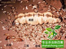 深圳白蟻防治公司防白蟻深圳滅白蟻專業(yè)的公司