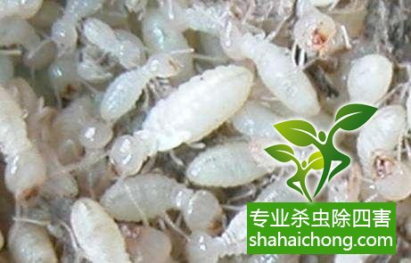 防治白蟻,白蟻防治方法 白蟻怎么治,怎么防治白蟻方法