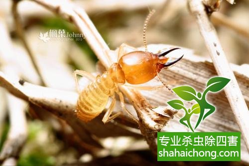 防治白蟻,白蟻防治方法 白蟻怎么治,怎么防治白蟻方法