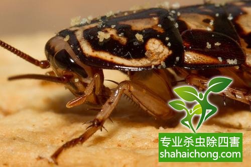 家里有蟑螂怎么辦,蟑螂怎么消滅 殺蟑螂公司怎么樣滅蟑螂