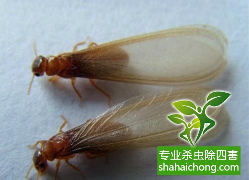 防治白蟻,白蟻防治方法 白蟻怎么治,白蟻防治方法