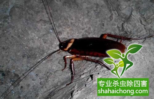 除蟑螂滅蟑螂的方法 如何消滅蟑螂,怎么樣滅除蟑螂