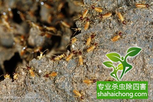 防治白蟻,白蟻防治方法 白蟻怎么治,怎么防治白蟻方法