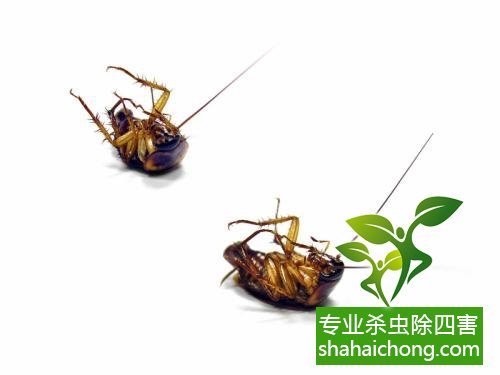 家里有蟑螂怎么辦,蟑螂怎么消滅 殺蟑螂公司怎么樣滅蟑螂